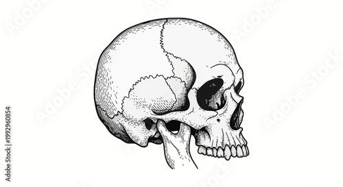 Detailed profile view of a human skull showing anatomical features including the cranium, eye socket, nasal cavity, and jawbone, rendered in a vintage black and white engraving style.
