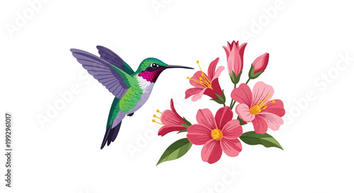 Vector illustration of a colorful hummingbird with green feathers and purple wings hovering near pink blossoms and floral buds isolated on a clean white background.