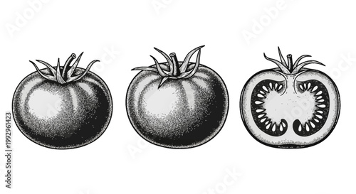 Botanical vintage engraving illustration of three tomatoes featuring two whole ripe vegetables and one cross-section revealing internal seeds and pulp on a white background.