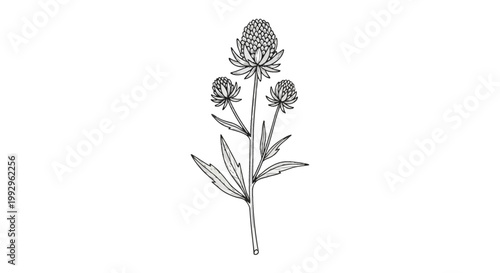 Minimalist botanical line art illustration of a flowering sea holly plant branch with three prickly flower heads and pointed leaves, isolated on a clean white background.