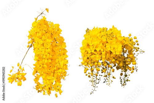 beautiful bouquet Golden shower tree blossom, Cassia fistula or  Ratchaphruek, National flower of Thailand, isolated on white background including clipping path