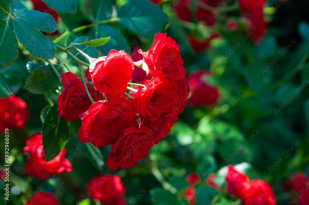 Obraz premium Vibrant red roses bloom in lush green foliage on a sunny day