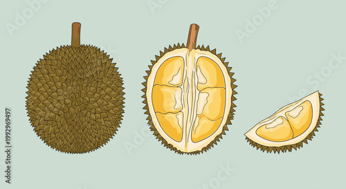 Detailed illustration of a whole spiky durian fruit along with a cross-section showing its yellow flesh and a single slice.