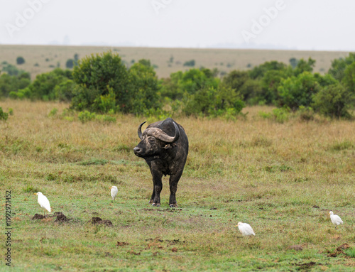Cape buffalo looking at its surroundings in Ol Pejeta Conservancy in Laikipia, Kenya.