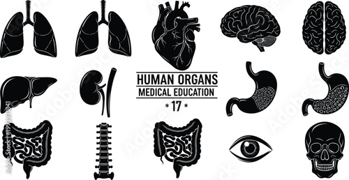 Vector Set of Human Organs Icons for Medical Education, Featuring Brain, Heart, Lungs, Kidney, Stomach, Intestines, Eye, Spine, and Skull Symbols for Anatomy and Health Designs