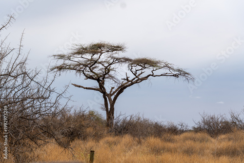 Fotografi Acacia tree in the savanna of Sera Community Conservancy in Samburu, Kenya