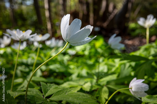 A delicate white wood anemone blossoms in a sun-drenched forest, its translucent petals reaching toward the light against a backdrop of lush green foliage and soft bokeh.