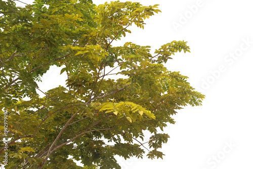 A close-up image of yellow and green leaves growing on the branches of a large tree, on a PNG file with a transparent background.