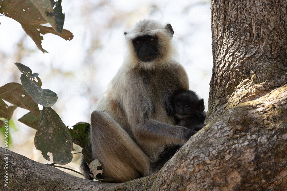 Fototapeta premium a black-faced langur mother and baby
