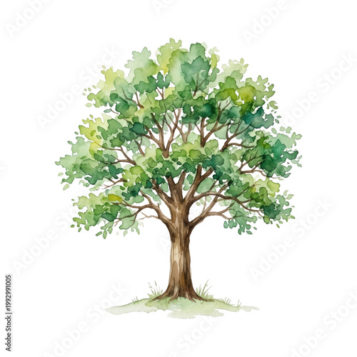 Tree watercolor illustration on grass isolated