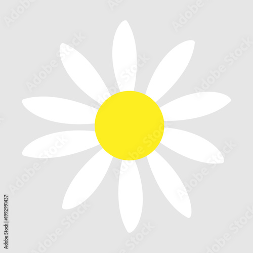 Daisy flowers icon vector. Daisy Illustration sign. Chamomile symbol. flowers logo.