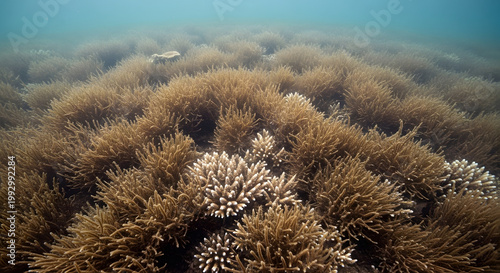 Tropical Underwater Coral Reef Scenery with Soft Corals and Anemones, Marine Life Biodiversity Background for Environmental Conservation Projects