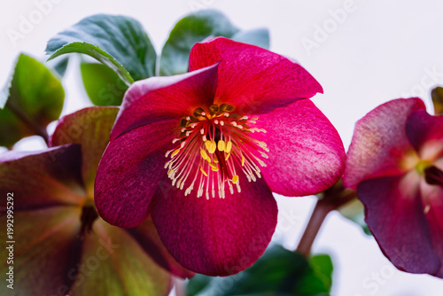 Photos Bright red helleborus flower blossoms in a garden during spring season near a su