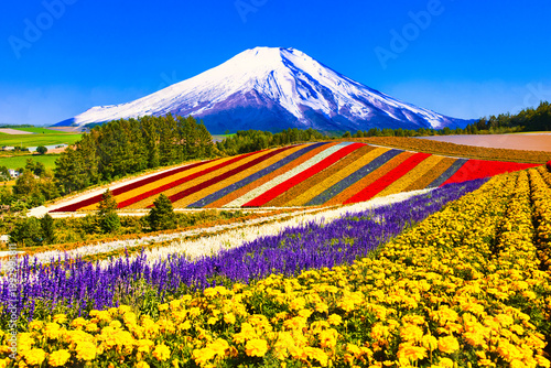 美瑛の美しいお花畑と富士山合成
