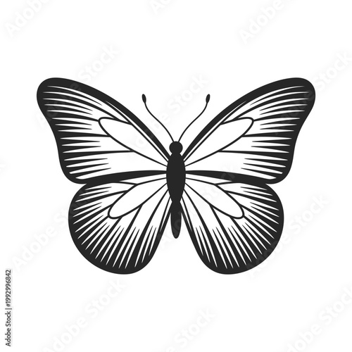 Detailed black and white illustration of a butterfly with spread wings