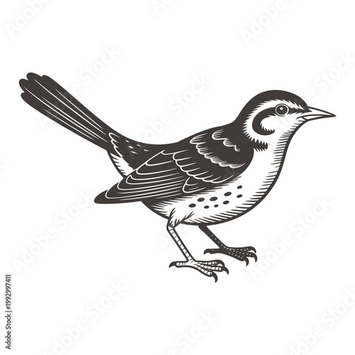 Tablou pe pânză Vintage engraving of a northern mockingbird perched on ground