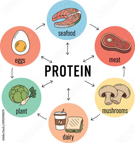 Protein sources diagram with seafood meat eggs dairy plants and mushrooms circular nutrition infographic vector illustration
