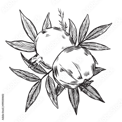 Intricate Handdrawn Depiction Of Pomegranate Fruits With Textured Leaves Ideal For Packaging Labels