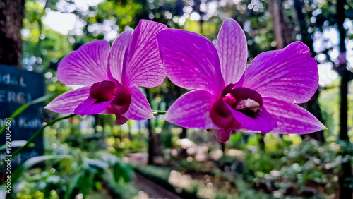 beautiful view of purple orchids in the wild