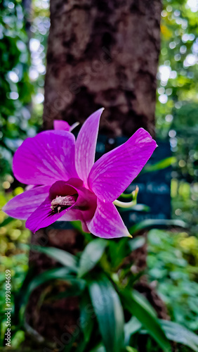 beautiful view of purple orchids in the wild