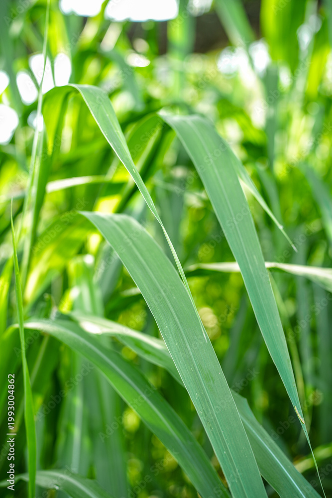 Fototapeta premium Close up of Brachiaria mutica or kolonjono grass. Brachiaria mutica grass. This grass is usually used as animal feed for herbivores.