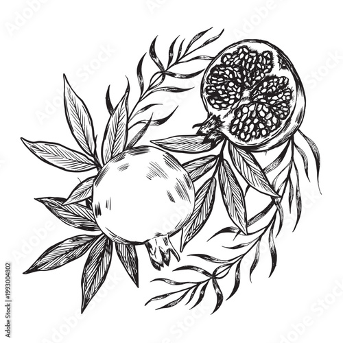 Herbarium Plate With Pomegranate Seeds. Artistic Depiction Of Pomegranate And Leaves With Engraved Texture