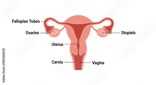 Anatomical illustration of the female reproductive system with labeled organs
