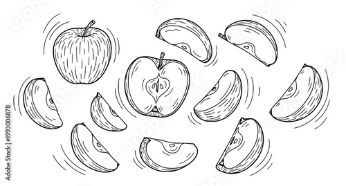 Exploding apple a black and white sketch of fruit dissection