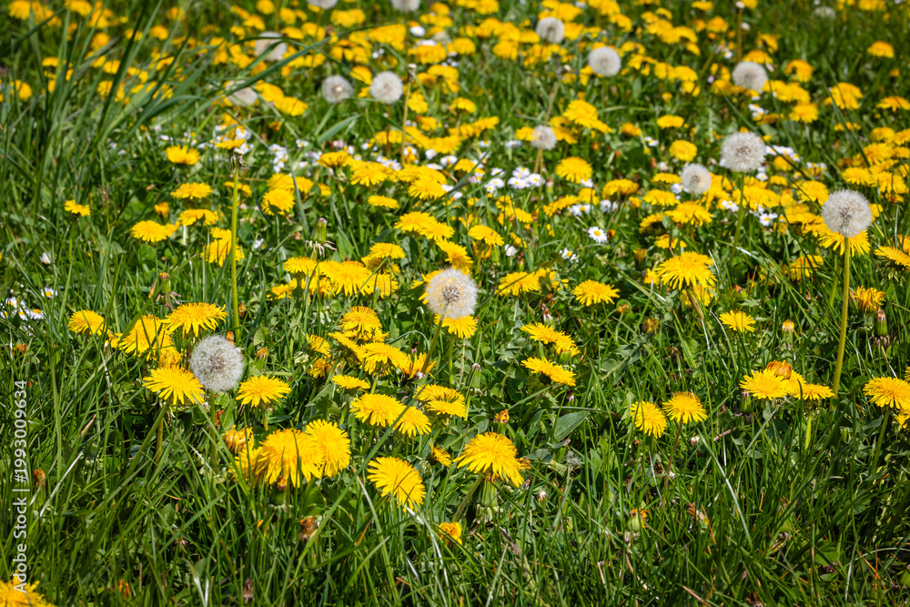 Fototapeta premium Bright Field of Yellow Flowers and White Seed Heads in a Grassy Area During Daytime Outside