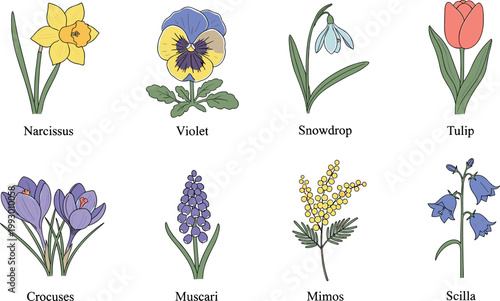 Hand drawn spring botanical flowers vector collection with text names featuring tulip crocus snowdrop and daffodil illustration