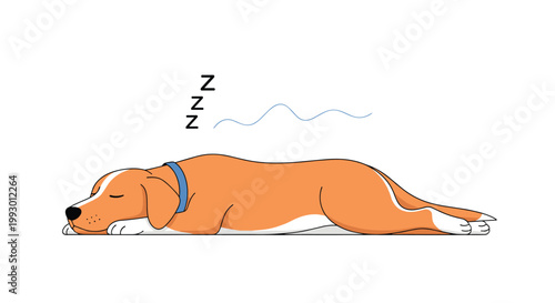 Peaceful brown and white dog sleeping soundly and snoring with black Zzz symbols on a plain white background.