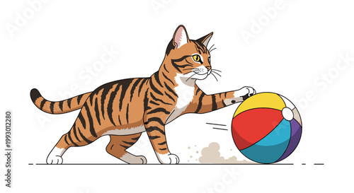 Playful tabby cat chasing and pouncing on a large colorful beach ball while playing actively on a white background.