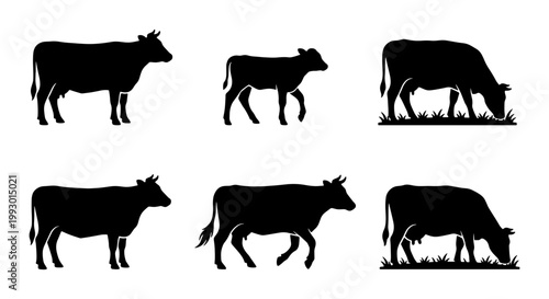 Black cow silhouette collection, set of 6 cattle and calf vector icons, farm animal livestock silhouettes for agriculture and dairy branding