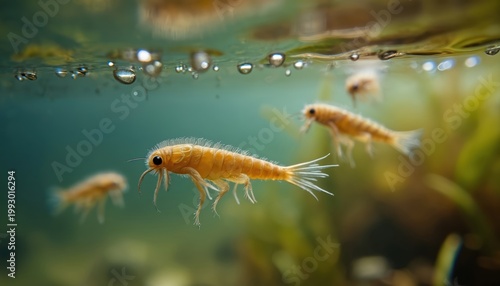 Small mayfly larvae swim near water surface in fresh water river. Tiny nymph insects move through aquatic plants. Bubbles rise in clean natural habitat.