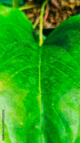 Lush Green Leaf Detail Close Up