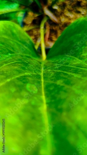 Green Anthurium Leaf Surface Texture Background