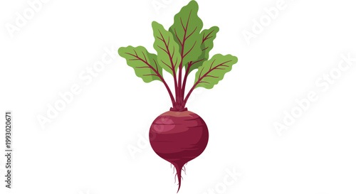 Vibrant illustration of a fresh purple beetroot with green leafy tops and delicate roots showing a healthy root vegetable from the garden.