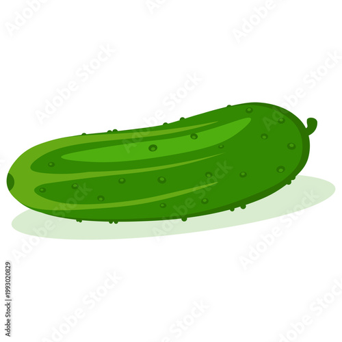 Illustration of Fresh Green Cucumber