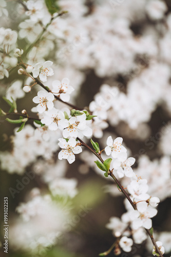 Blossom spring cherry beautiful  tree
