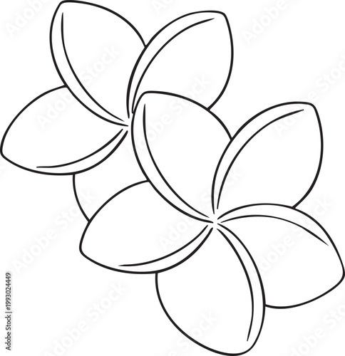 Outline of Two Plumeria Flowers