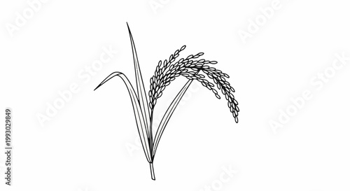 A sketch of a rice stalk with grains and leaves
