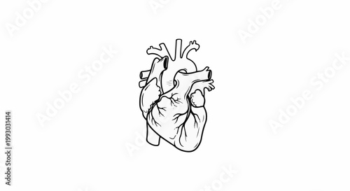 Stylized black and white line art of a human heart, showing chambers and vessels