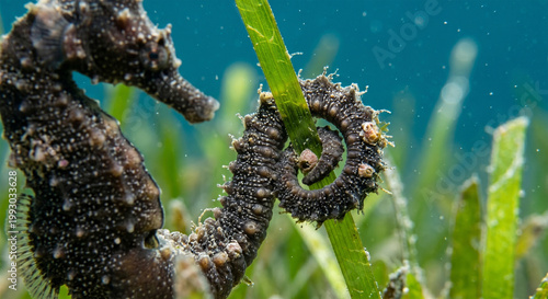 Tableau sur toile An extreme macro shot focusing on the prehensile tail of a Great Seahorse tightly curled around a single blade of bright green seagrass