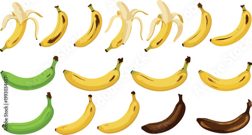 Realistic Banana Ripeness Stage Set from Green Unripe to Overripe Brown with Peeled Variations for Fruit and Food Designs