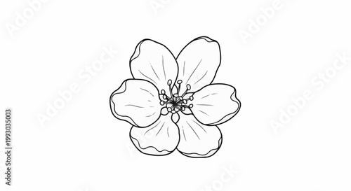 Delicate line drawing of a single, five-petaled flower with detailed stamens
