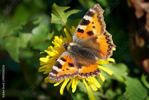 Kleiner Fuchs (Aglais urticae) Schmetterling auf gelber Löwenzahn Blüte - Sulz am Neckar, Deutschland