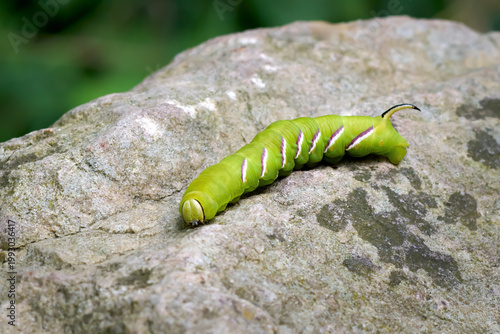 Raupe des Ligusterschwärmer (Sphinx ligustri) auf einem großen grauen Stein - Pudagla, Insel Usedom, Deutschland