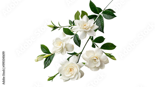 Εκτύπωση καμβά Gardenias in full bloom with green leaves  isolated on transparent background cu