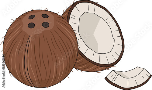 Coconut whole and cut half with slice isolated tropical fruit illustration detailed brown shell and white flesh