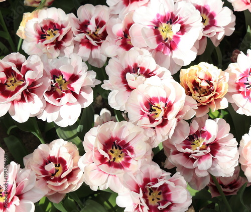 Foto Pink 'Pistache' Peony Tulips Flower Heads at the Keukenhof Flower Garden, Nether